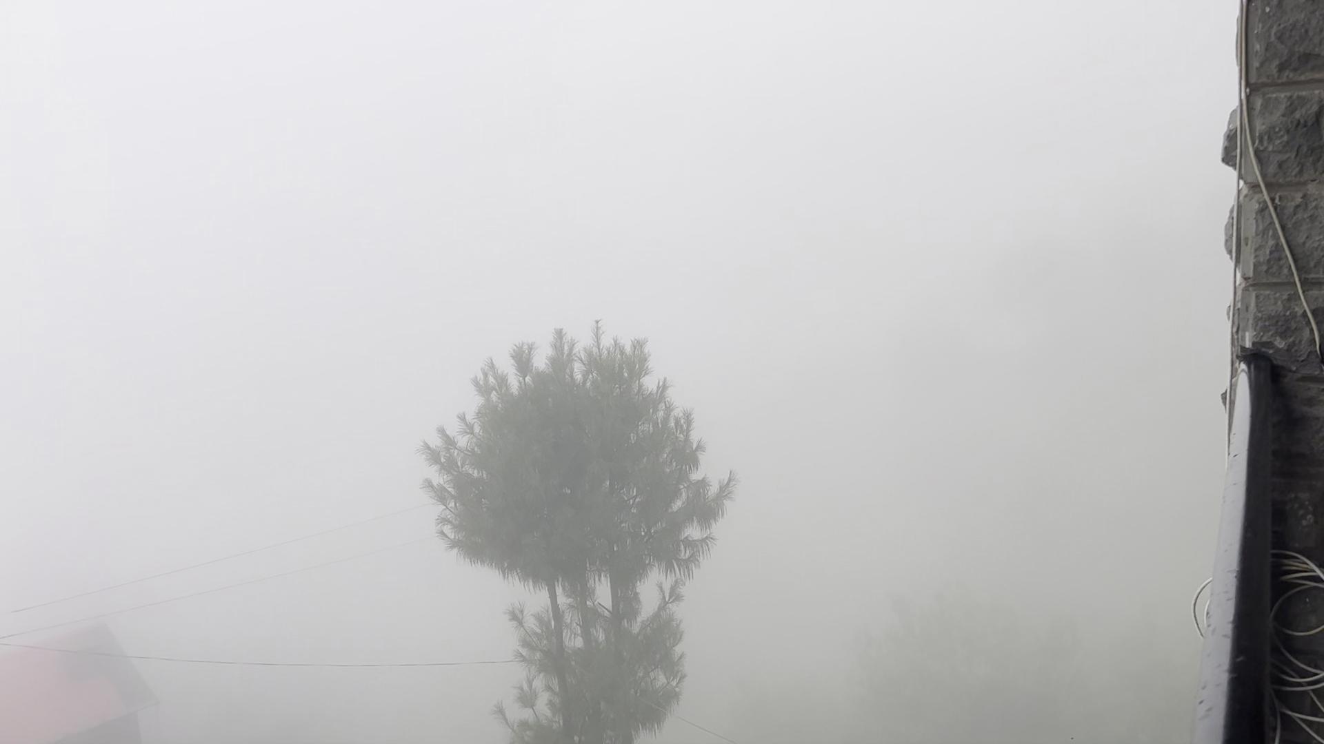 Thapa Farms, Koti (Kufri-Chail Road) - Tap to explore photos