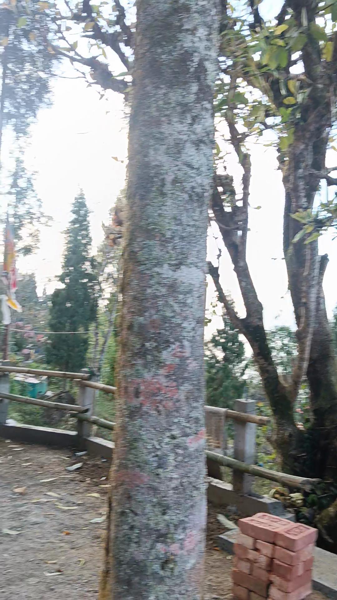 PINESCAPE KAFFER HOMESTAY - Tap to explore photos