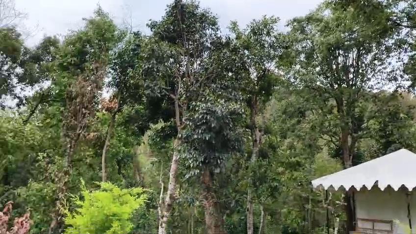 Pine valley homestay - Tap to explore photos
