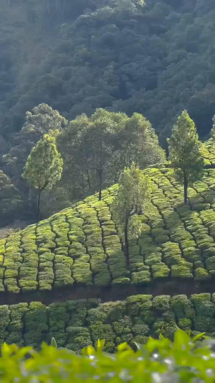 Arivikkad Private British Tea Bungalow Munnar by VOYE HOMES - Tap to explore photos