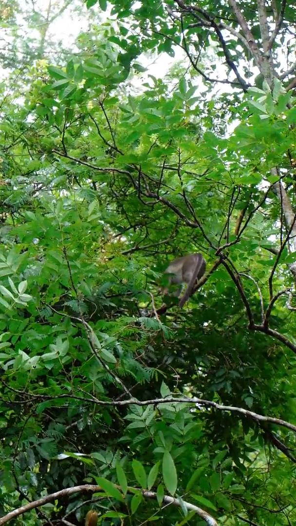 Munnar Monkeys Paw Cottage - Tap to explore photos