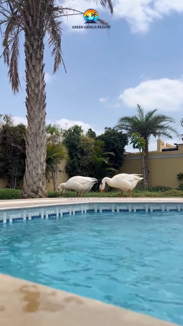 The Green Genius Resort - Tap to explore photos