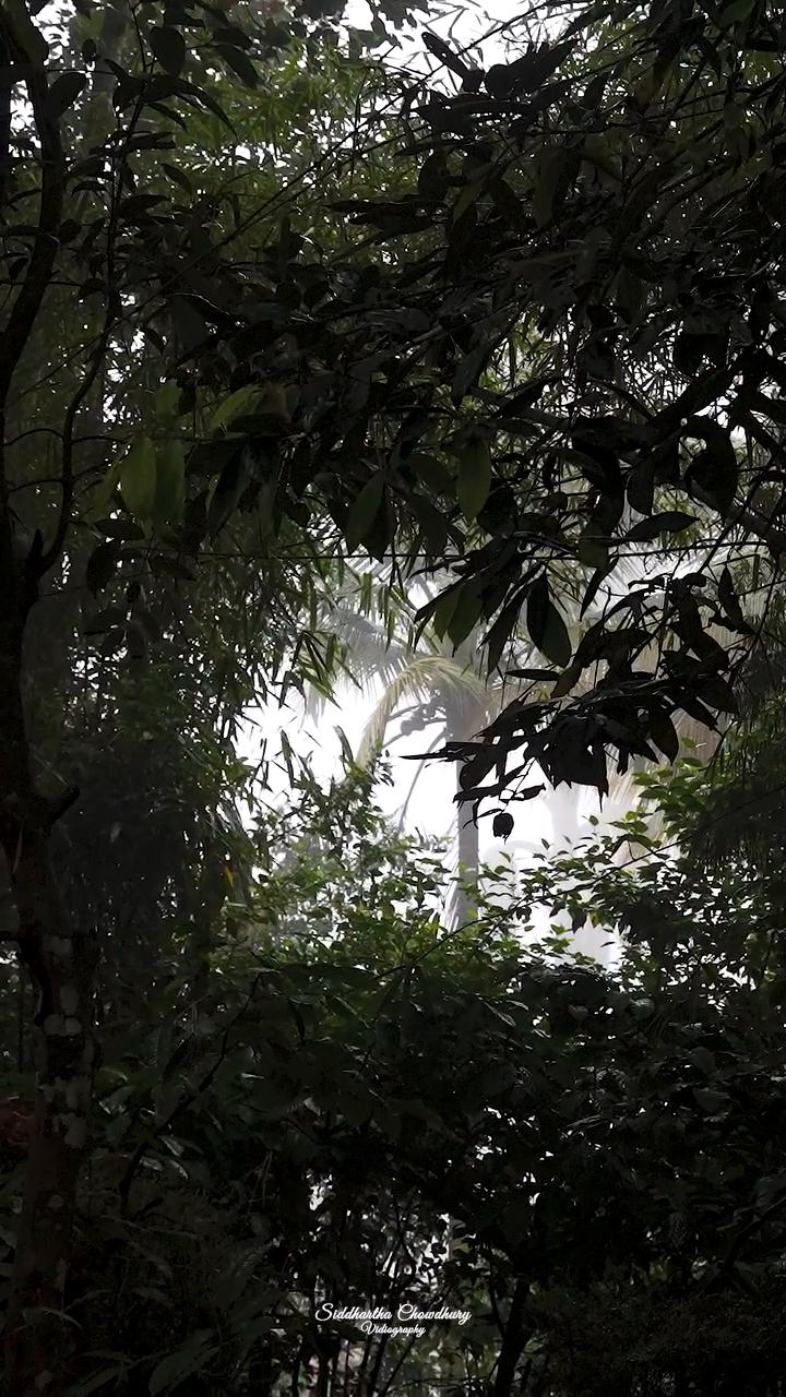 Grassroots Wayanad | Valley-view Tents - Tap to explore photos