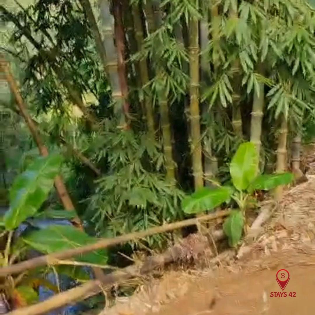 Bamboo Water Nature Stay - Tap to explore photos